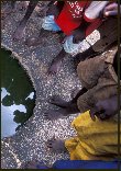Enfants autour du puits en Ouganda - Photo IRIN