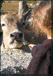 EEDD : La Fao souligne les risques du développement de l&rsquo;élevage