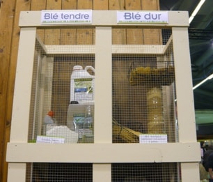 Dossier céréales