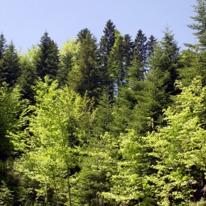 Année de la forêt