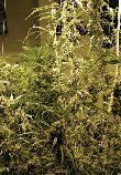 Santé : Cannabis : La découverte de l&rsquo;Inserm qui va tout changer