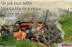 Tweetez des haïkus du primaire au collège