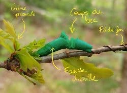 Qui a mangé la chenille ? Un projet de science participative pour la classe