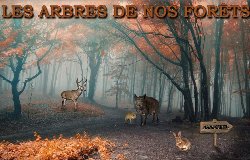 SVT : Les arbres de la forêt