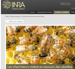 SVT : Les abeilles et les chercheurs