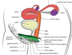 Donner sa place au clitoris