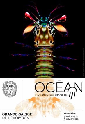 L’expo de la semaine : « Océan, une plongée insolite »