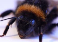 La Classe Plaisir : Le bourdon qui donne des ailes