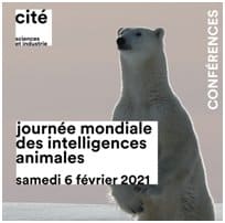 Samedi 6 février, journée mondiale des intelligences animales