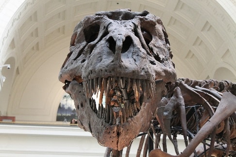 The Dinosaur Database. Une base de données mondiale sur les dinosaures –  Les Outils Tice