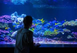 Une image contenant aquarium, barrière de corail, eau, Biologie marine Description générée automatiquement