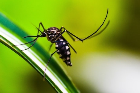 SVT : des ressources pour étudier la dengue