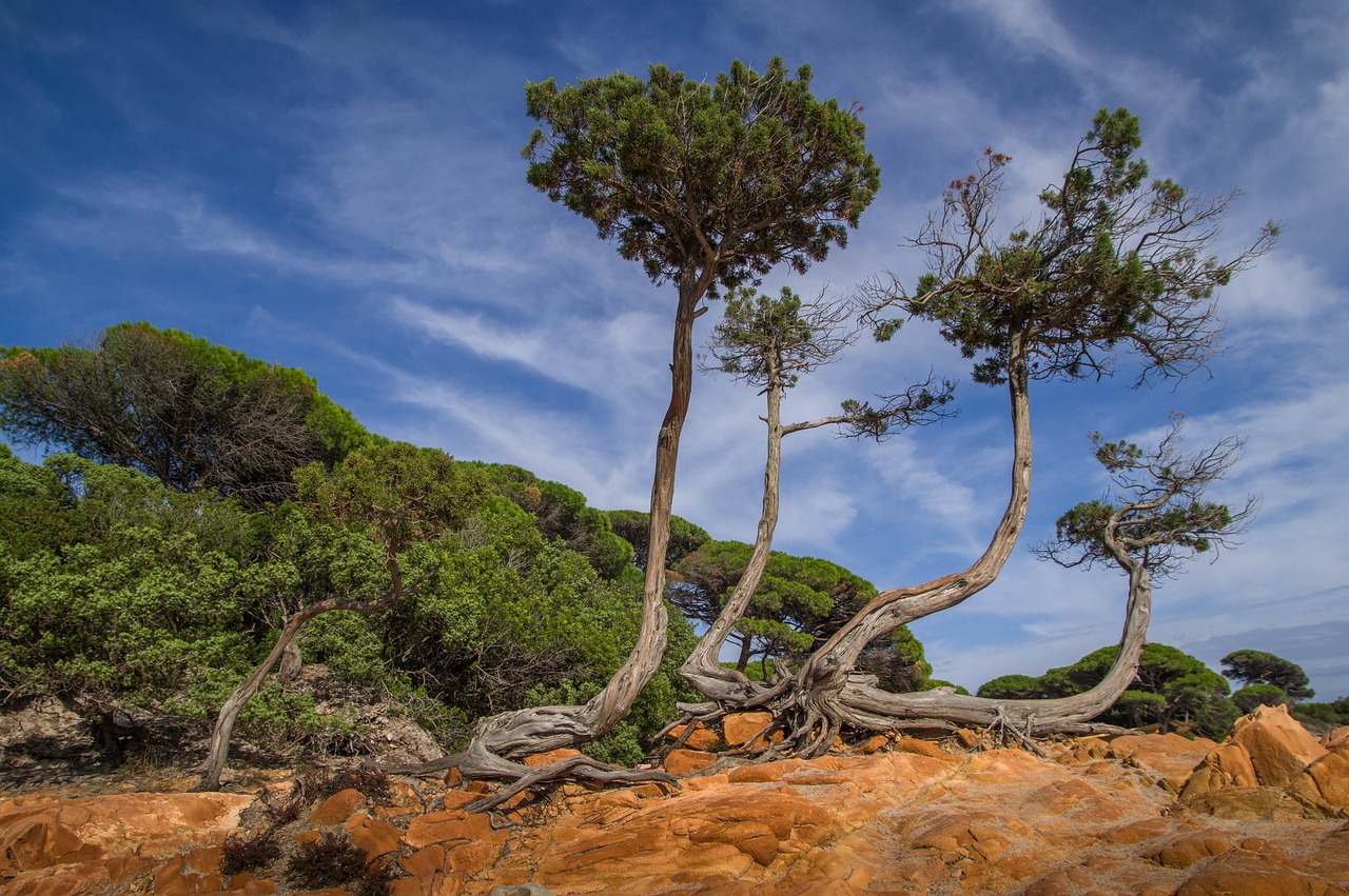 Découvrez la forêt corse à Ajaccio