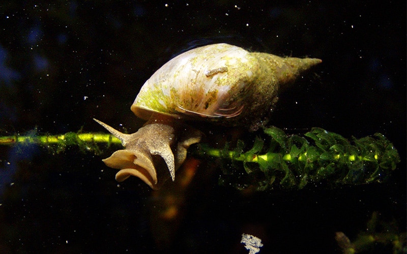 SVT : des activités avec des escargots d&rsquo;eau douce