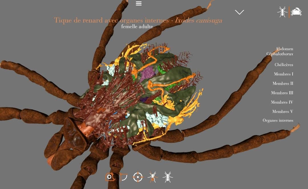 Une mise à jour sur l&rsquo;application Arthropodes