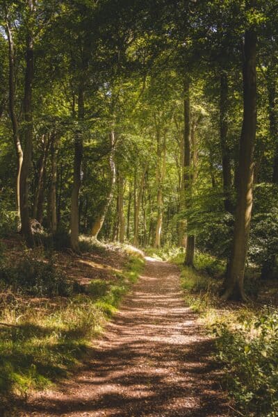 Promenons-nous dans les bois à Vanves